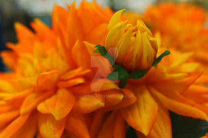 Yellow Flowers