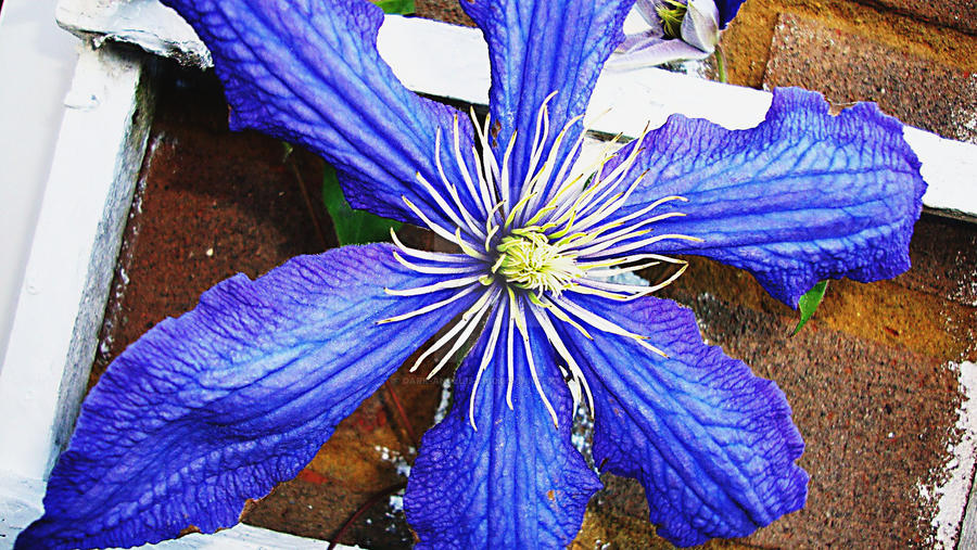 Flowers x6 - Clematis