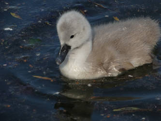 Cygnet at Verulamium Park