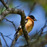 Black Headed Grosbeak