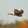 Northern Harrier