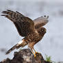 Northern Harrier