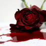 The dying rose...