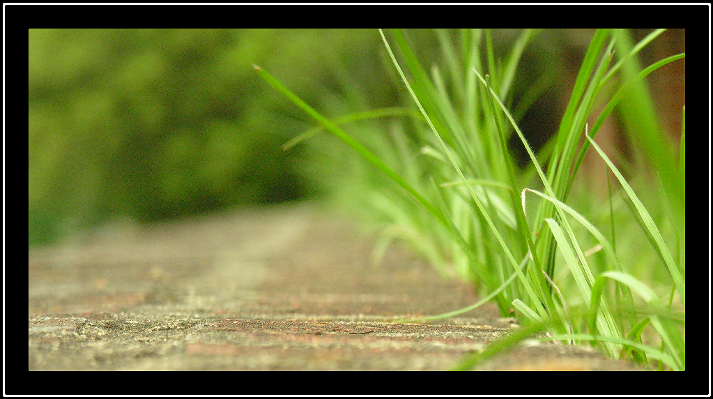 Grass-Wall