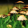 Mushroom Kingdom