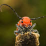 Milkweed beetle portrait