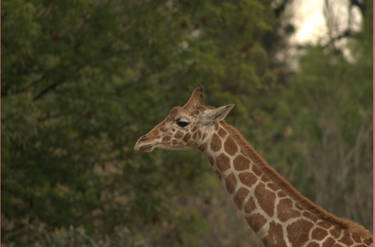 giraffe