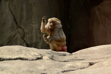 baboon