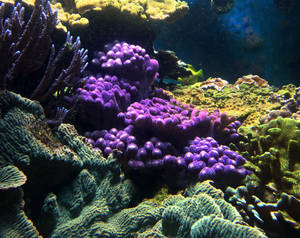 Purple Coral