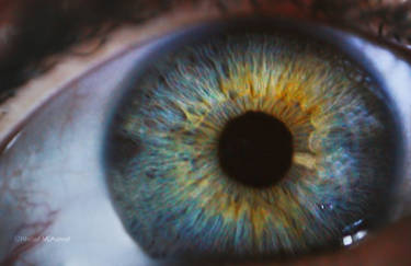 the sunflower eye