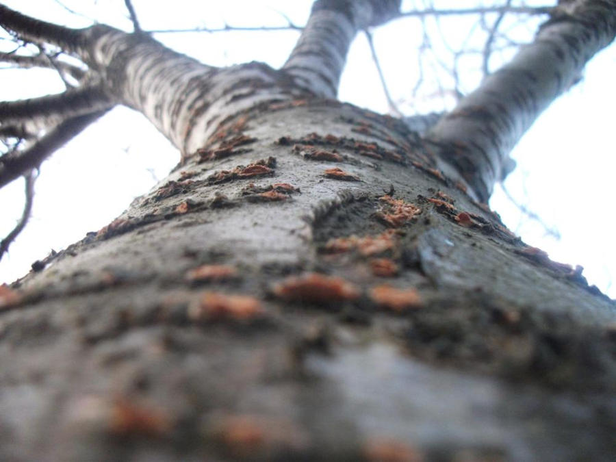 Trycant Tree Tall Tree Tyrant by WuhTehFuh on DeviantArt