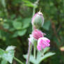 PINK FLOWERS 2