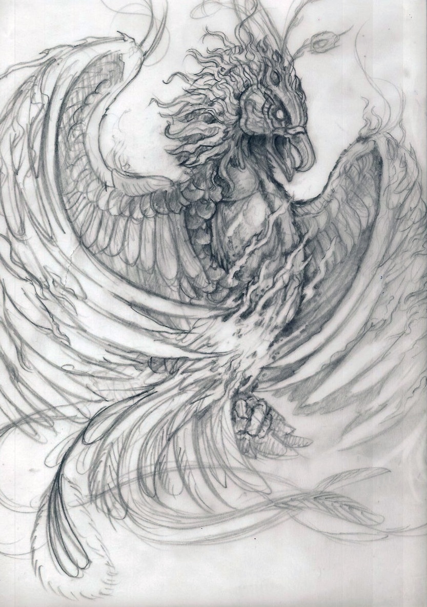 Phoenix Drawing Complex phoenix study sketch by posvibes on DeviantArt