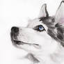 Siberian Husky