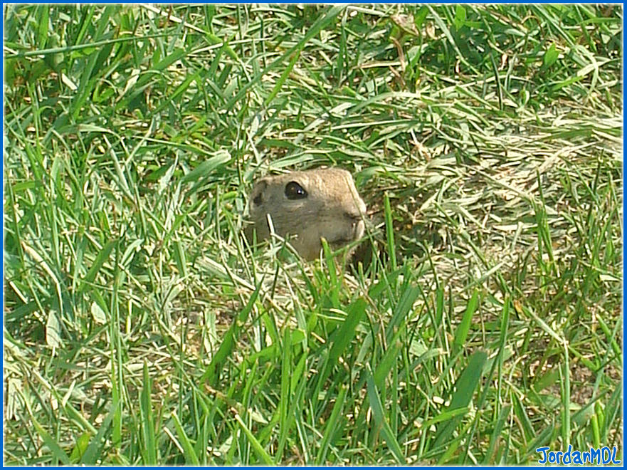 Gopher 1 by jordanmdl on DeviantArt