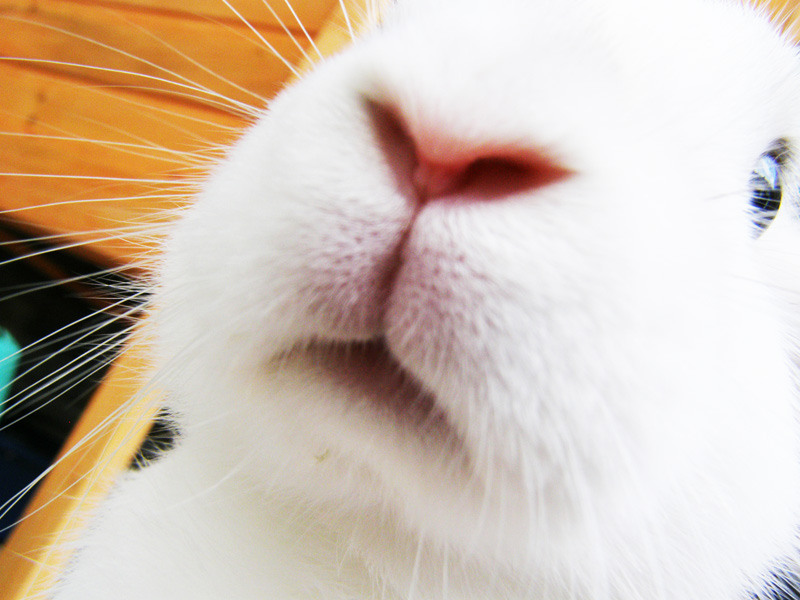 nose of a rabbit