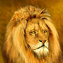 African Lion