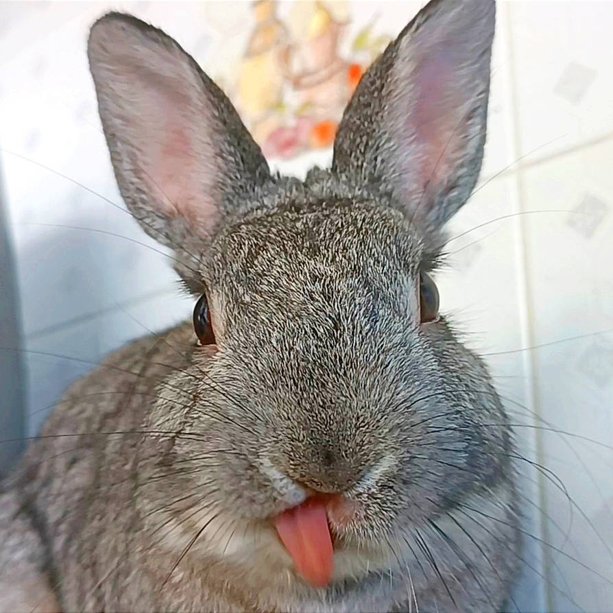 My Pet Rabbit by JustinXerri on DeviantArt