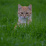 Cat plaing in field.