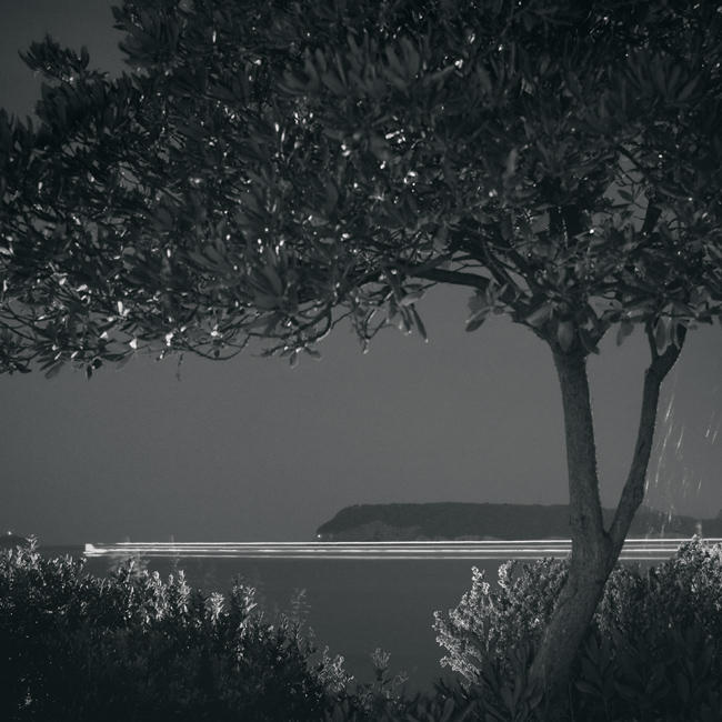 Valamar tree, Study 1 by kapanaga on DeviantArt