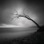 Heinali Tree by kapanaga