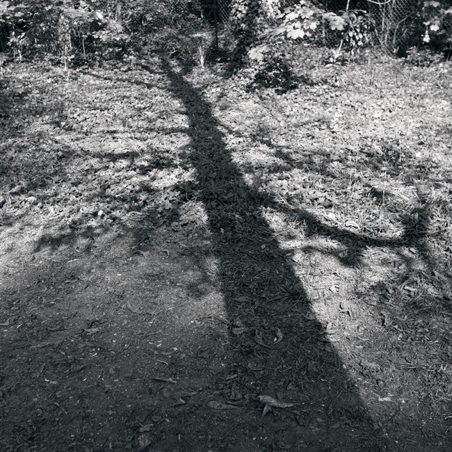 Shadow of the Patterned Tree