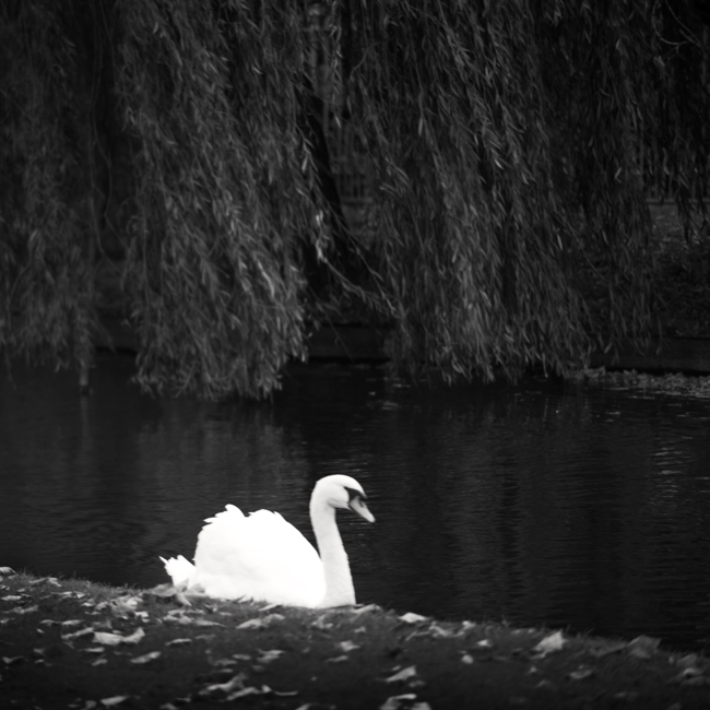 Hampton Court Palace Garden, Study 7