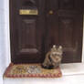 cat on the doorsill