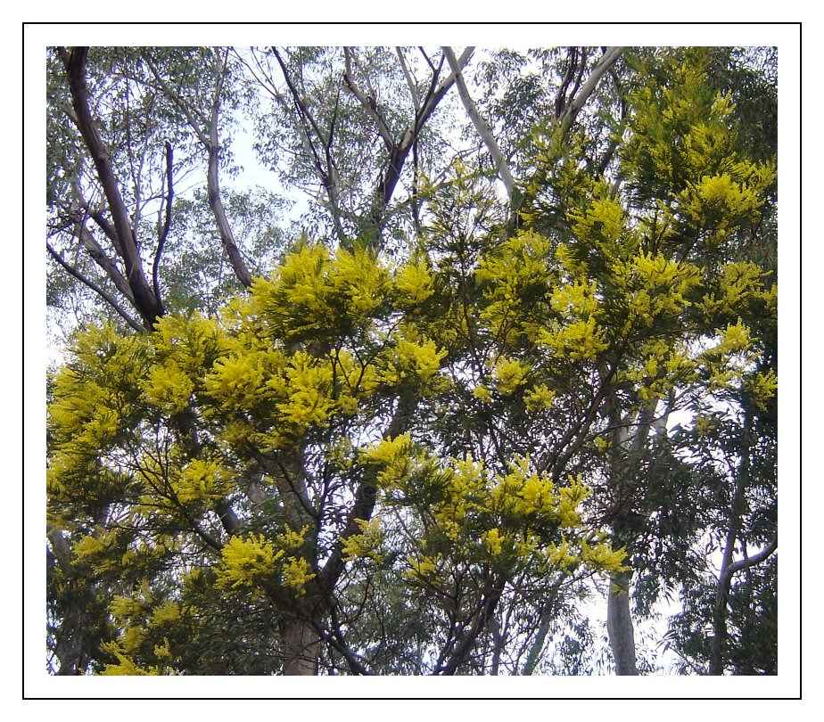 Wattle