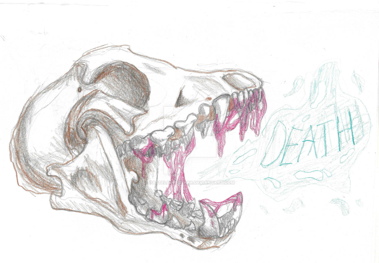 Coyote Skull By Pasteldinosuarr On DeviantArt