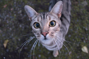 Neighborhood pets