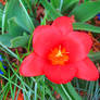 Blood Flower