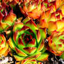 Cacti