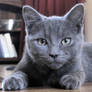 Look Deep Into My Eyes