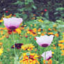 Garden flowers