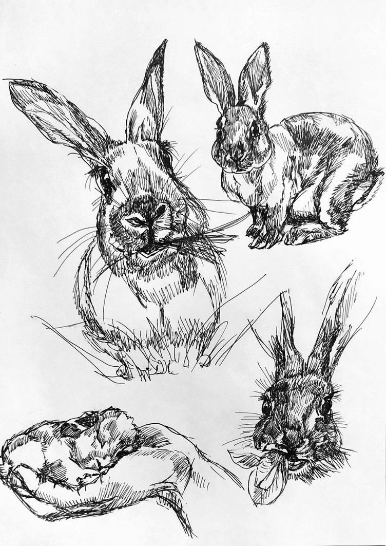 3. Sketch Rabbit Rabbits sketchs by Lelik39 on DeviantArt