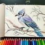 Sketch. Colour bird