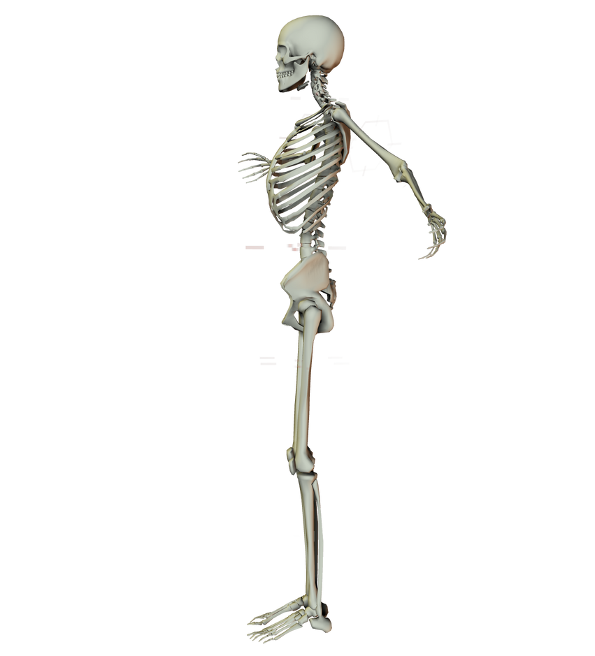 Character Rotation Skelleton E-S Skelleton II by Elevit-Dragon-Stock on DeviantArt