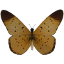 E-S Butterfly