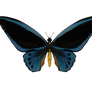 E-S Butterfly II