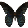 E-S Butterfly III