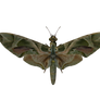 E-S Butterfly IV
