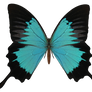 E-S Butterfly V