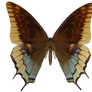 E-S Butterfly VI