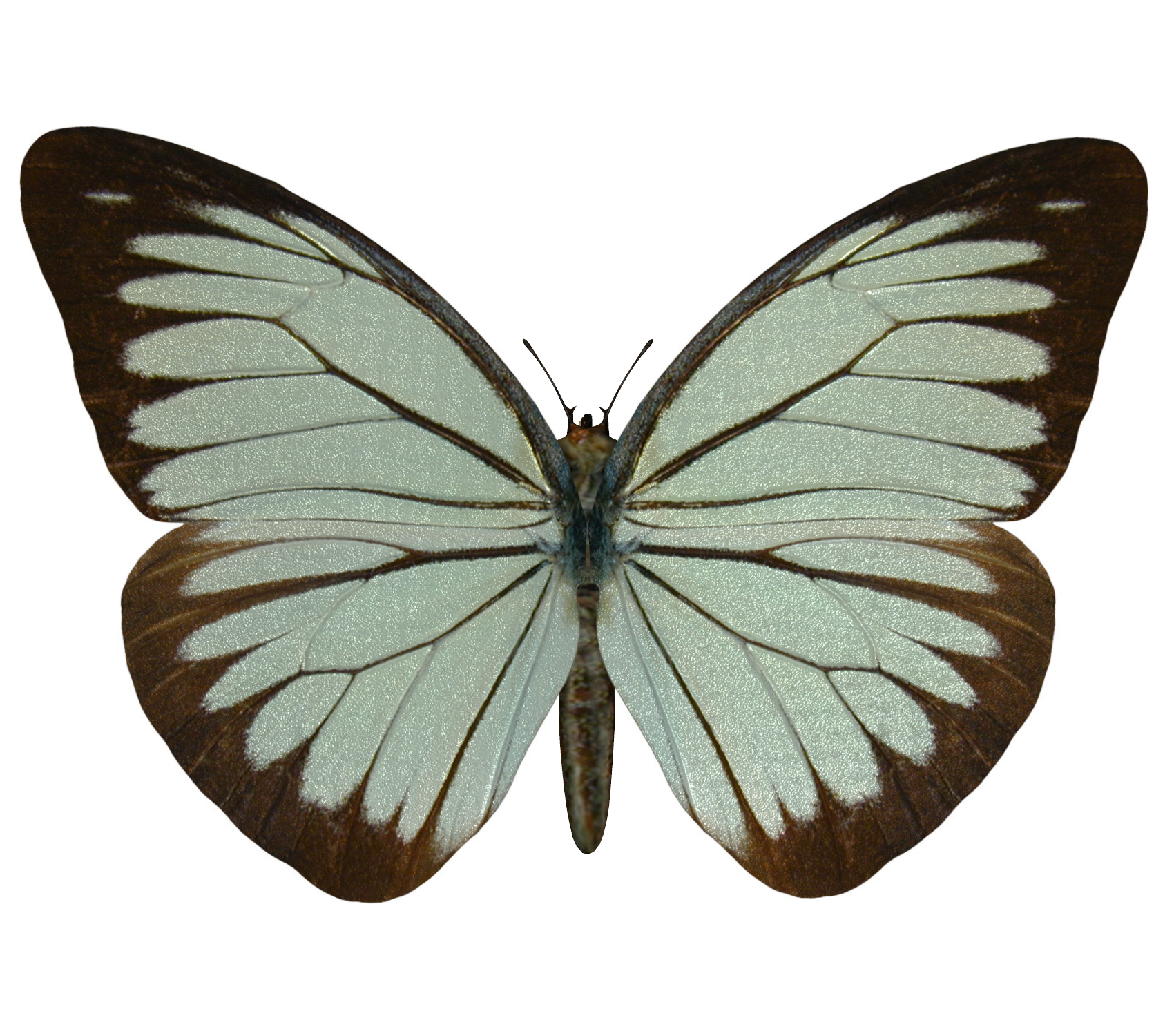 E-S Butterfly VIII