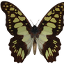 E-S Butterfly IX