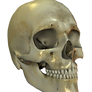 E-S Skelleton VIII