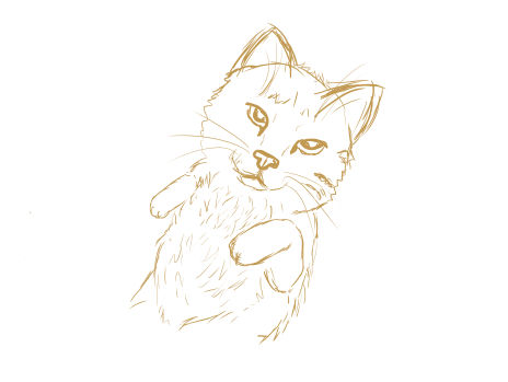 Another Cat sketch