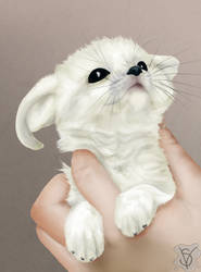 Little fennec fox