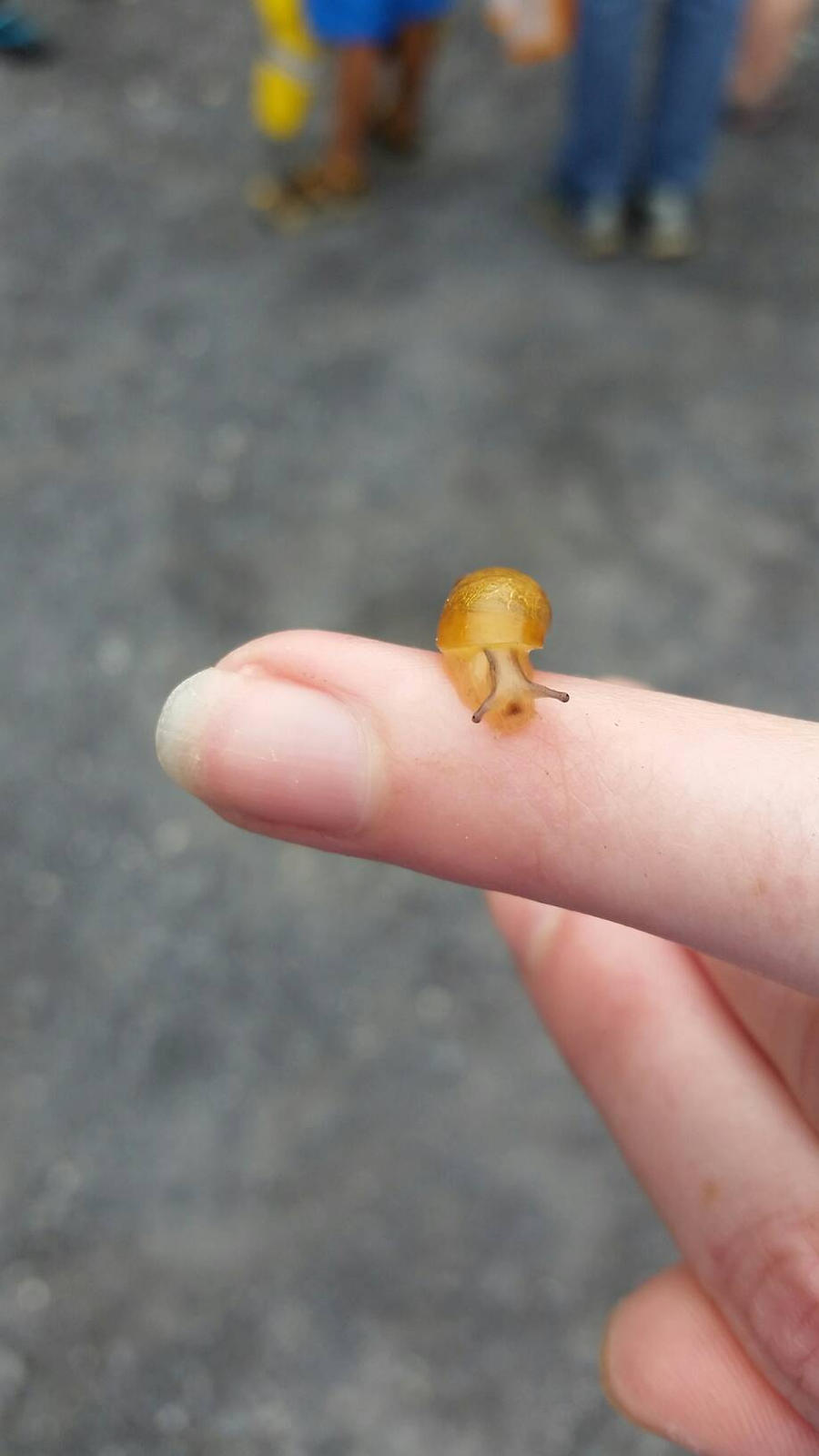 Friendly snail